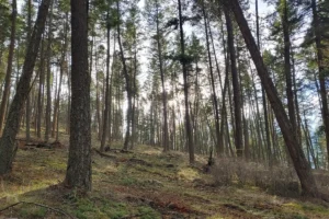 Ellison Park upper trailhead