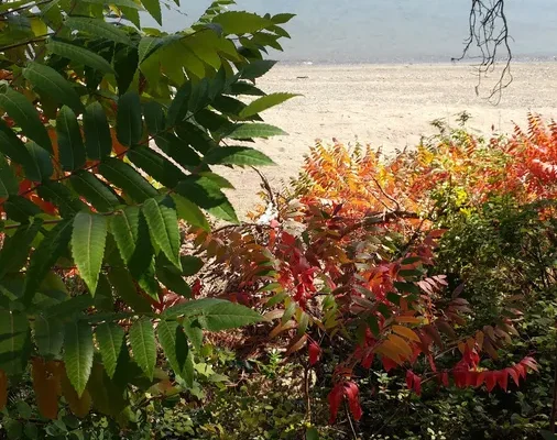 Newport Beach Land Co