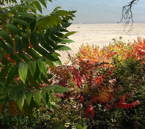 Newport Beach Land Co