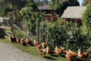 Canyon Farms Rv Park